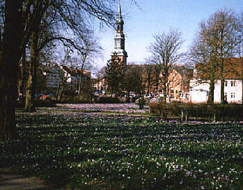 Krokusbl�tte